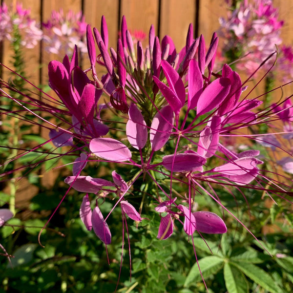 Cleome mix organic