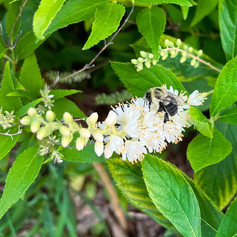 Sweet Pepperbush