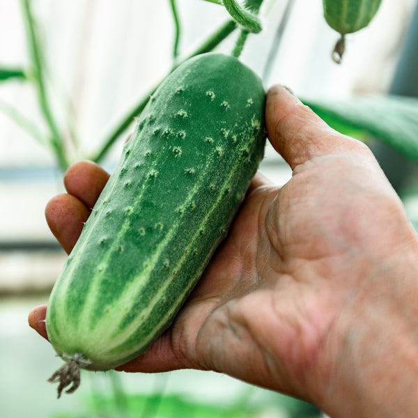 Gherkin Cucumber 'Arabian' F1