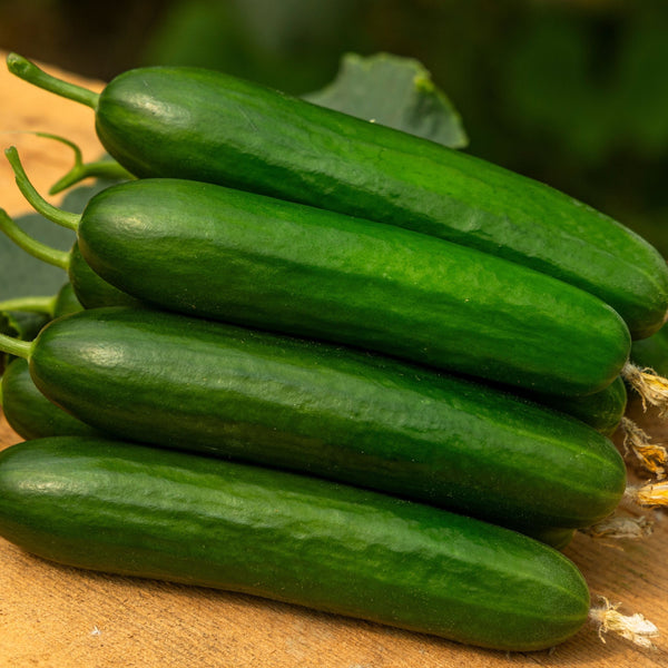 Cucumber 'Green Light'