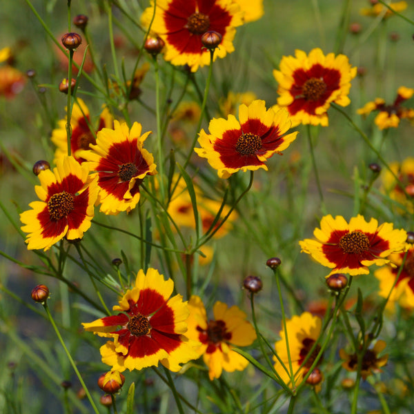 Coreopsis Bouquet Magic organic