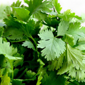 Organic coriander