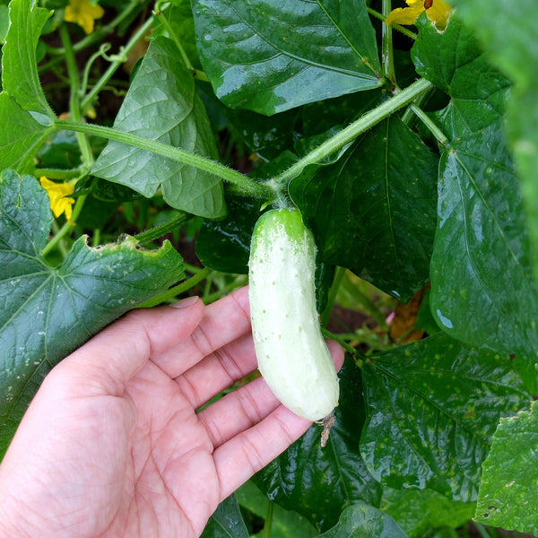 Gherkin Salt and Pepper