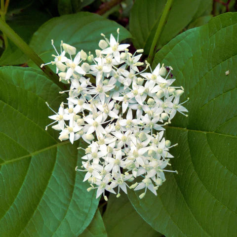 Red Osier Dogwood