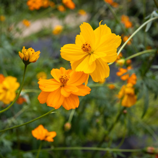 Cosmos 'Bright Light' organic