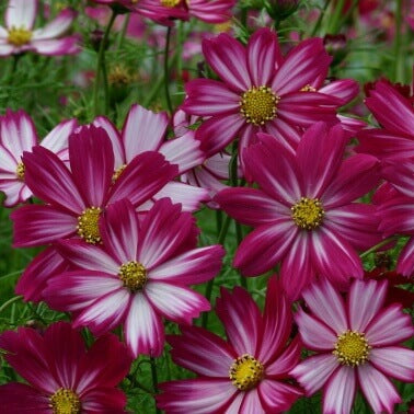 Cosmos mélange mauve, rouge et blanc