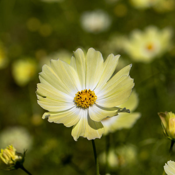 Cosmos Xanthos