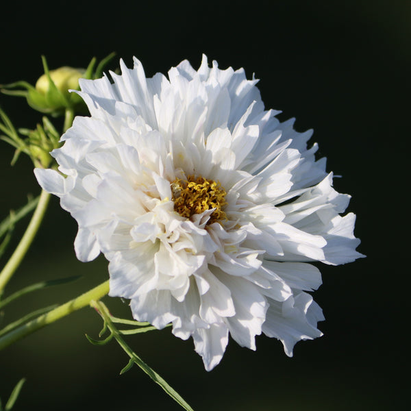 Cosmos Double Click White