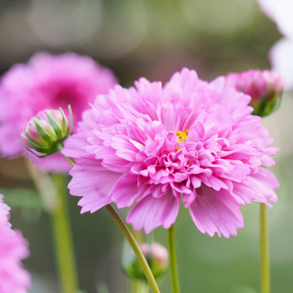 Cosmos Double Click Rose Bonbon