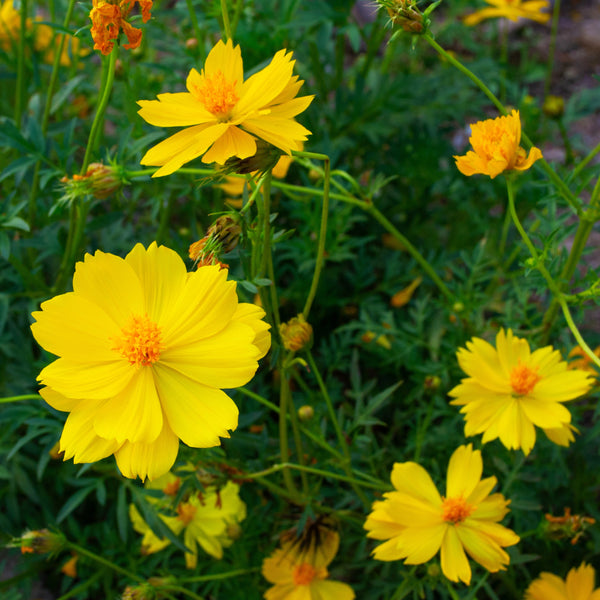 Cosmos 'Limara Lemon'