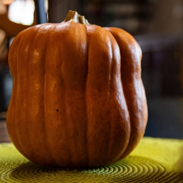 Squash 'Autumn Frost' F1