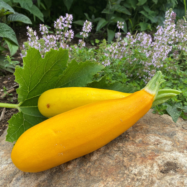 Yellow zucchini organic