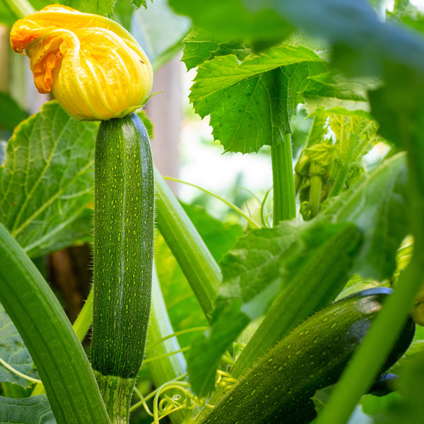 Green zucchini organic