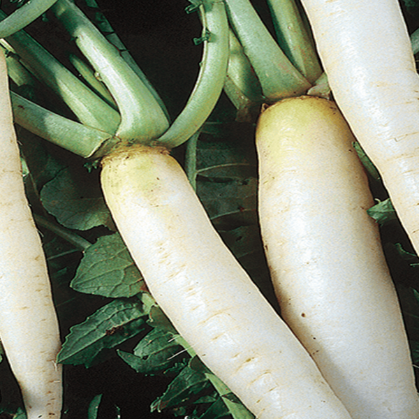 Organic Daikon