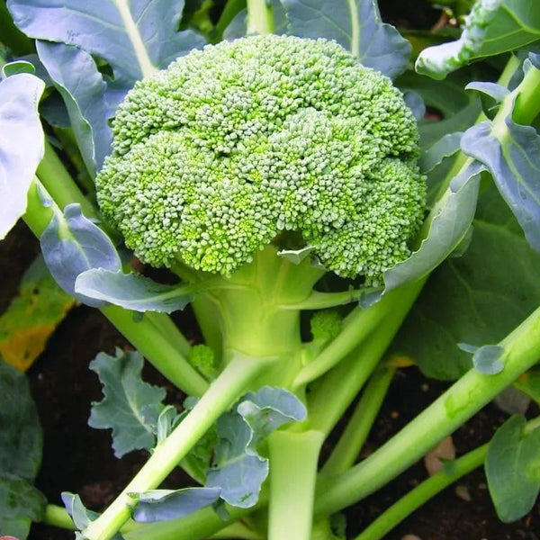 Brocoli 'BR 18' F1