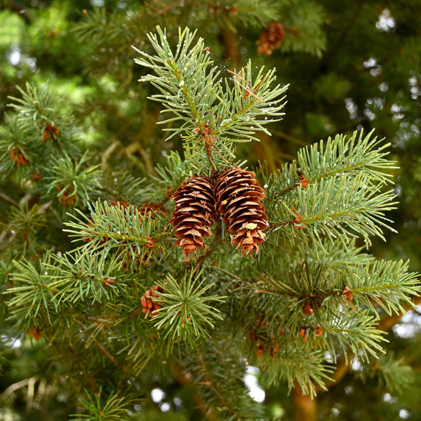 Douglas Fir