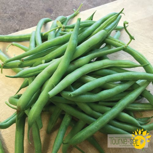  Pole Bean Seychelles Green