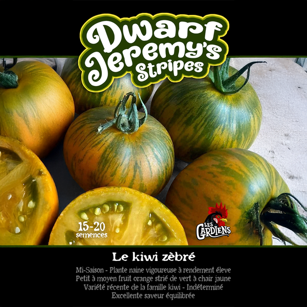 Tomate 'Dwarf Jeremy's Stripes' (Le kiwi zebré)