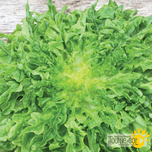 Regal Oak Green Oak Leaf Lettuce