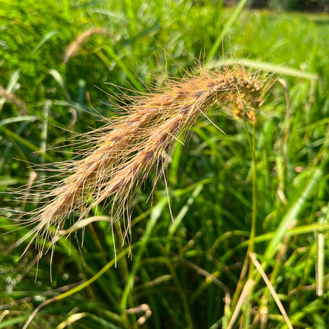 Canadian wild rye