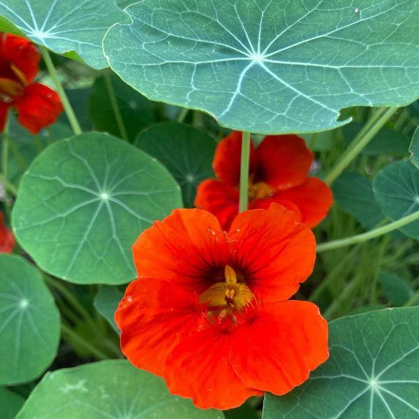 Nasturtium 'Empress of India'