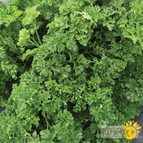 Curly Parsley