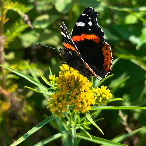 Grass-leaved Goldenrod