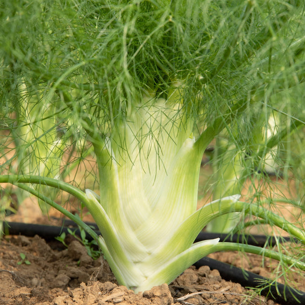 Organic 'Fino' Fennel