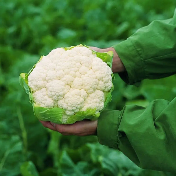 Cauliflower Flamenco White F1