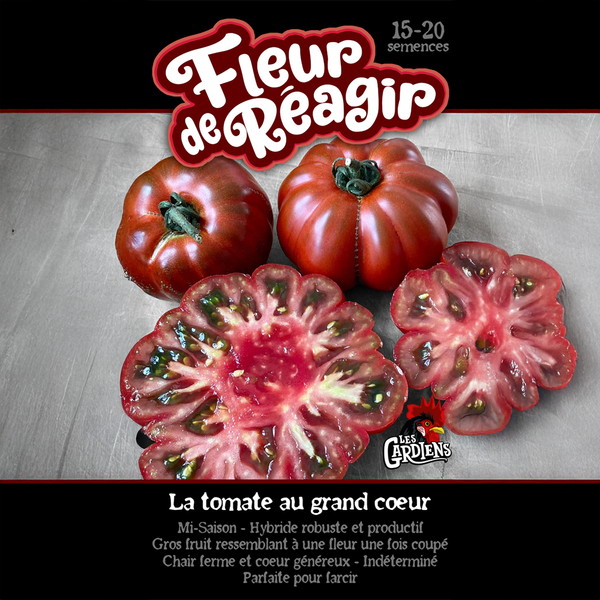 Tomate 'Fleur de Réagir'