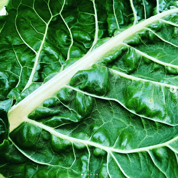 Swiss Chard 'Fordhook Giant' organic