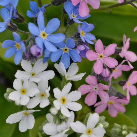 Myosotis (Forget-Me-Nots)