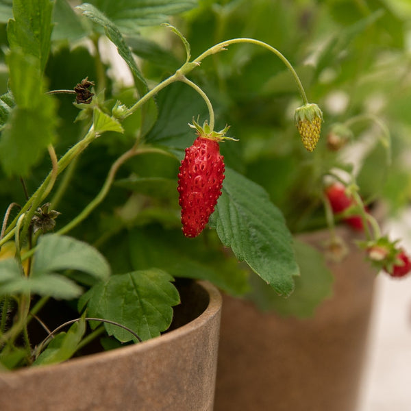 Alpine Strawberry Organic red 