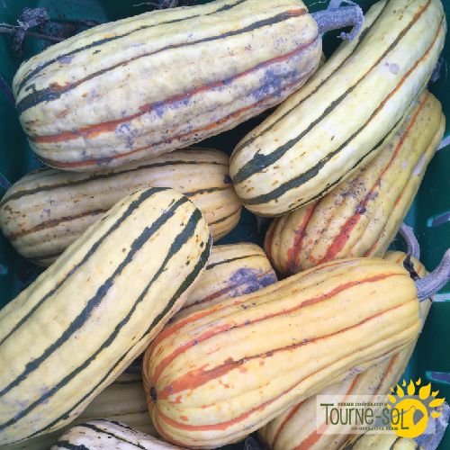 Courge delicata 'Zeppelin'