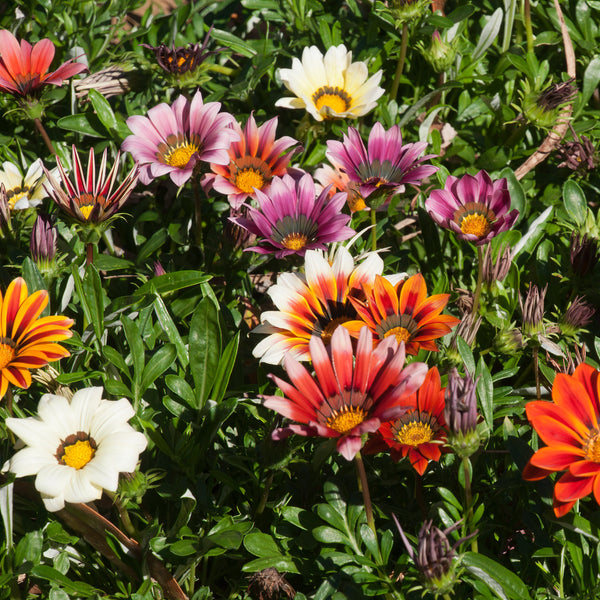 Gazania 'Sunshine Mixed'