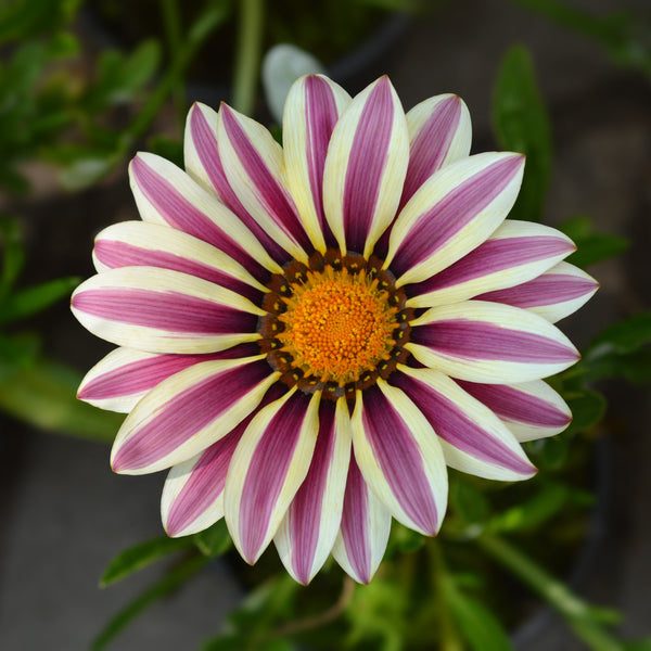 Gazania Big Kiss™ White Flame F1