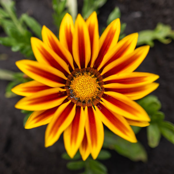 Gazania Big Kiss™ Yellow Flame F1