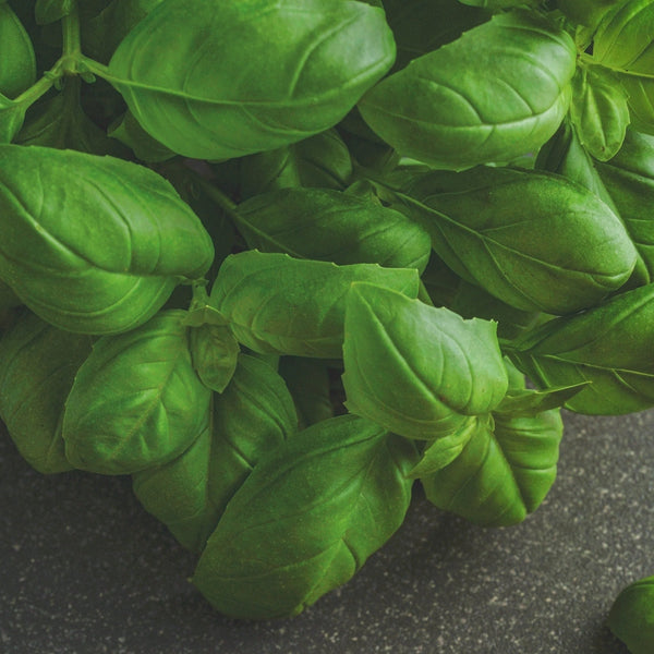 Basil genovese organic