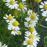 chamomile 'German' 