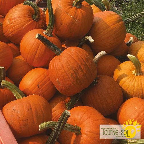 New England Pie Pumpkin