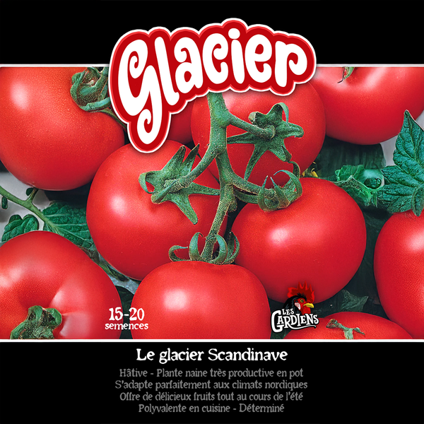 Tomate 'Glacier'