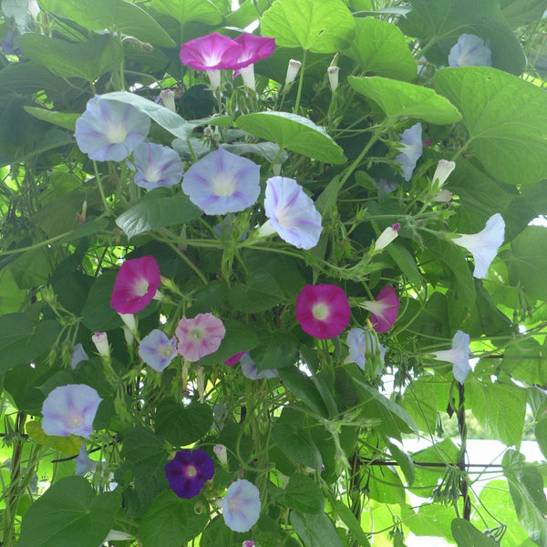 Morning Glories 'Mixed'