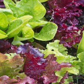 Organic 'gourmet mix' lettuce