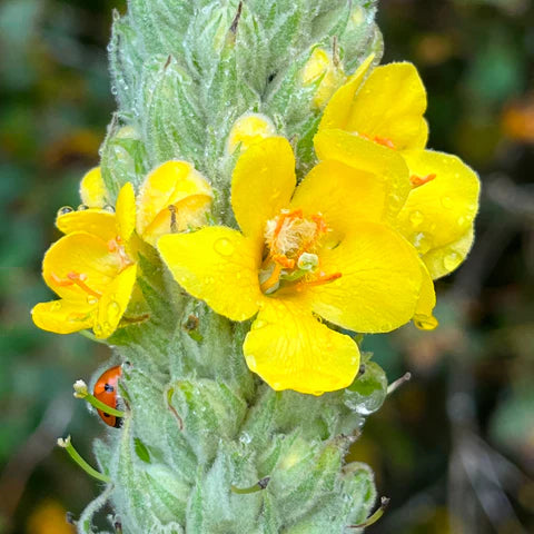 Great mullein