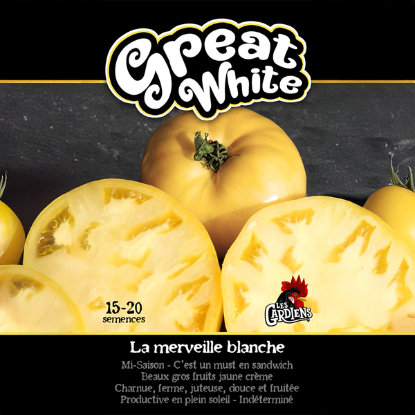 Tomate 'Great White'