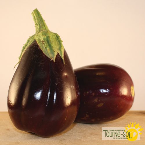 Eggplant 'Black Beauty'