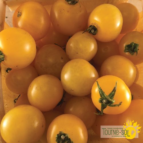 Tomate Jaune Cerise Galina