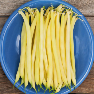 Organic 'Gold Rush' Yellow Bean