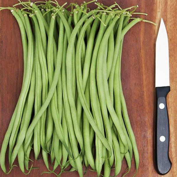 Organic 'Maxibel' green bean