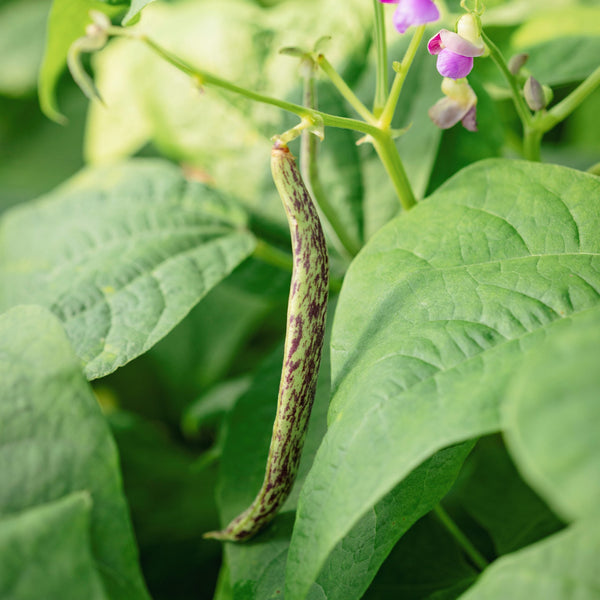 Organic Dwarf Bean 'Merveille du Piémont'